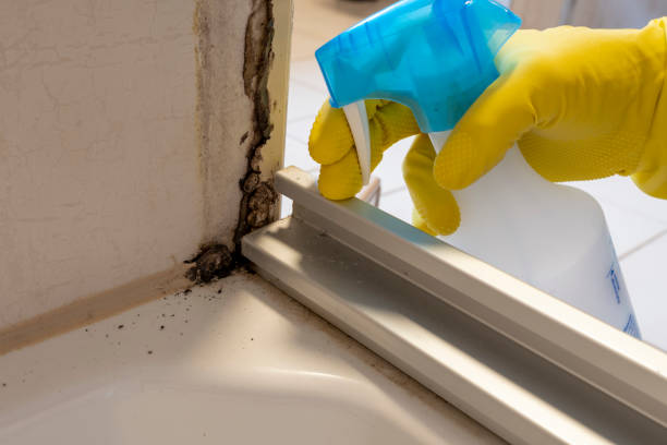 Office Mold Removal Services in Boalsburg, PA